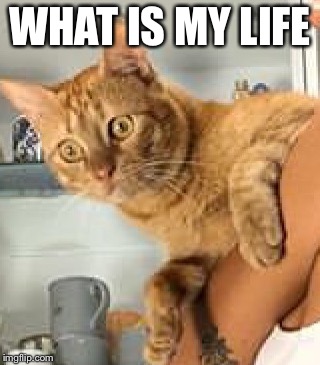 Scared cat | WHAT IS MY LIFE | image tagged in funny meme,scared cat | made w/ Imgflip meme maker