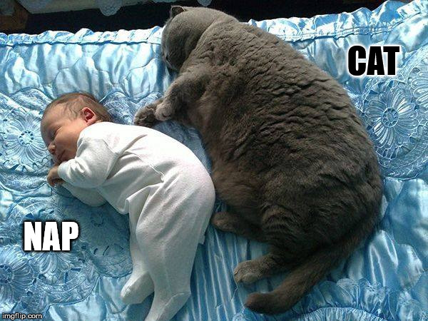 Cuddle Wuddle | CAT; NAP | image tagged in cat,nap,sleeping,cuddle,peaceful,fat cat | made w/ Imgflip meme maker
