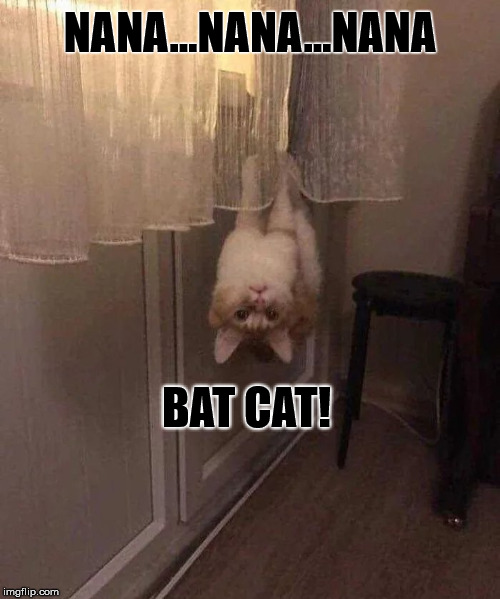 Just Hanging Around | NANA...NANA...NANA; BAT CAT! | image tagged in cat,bat,batman,hanging | made w/ Imgflip meme maker