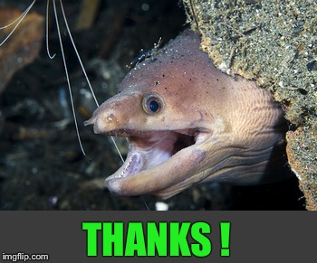 Happy Eel | THANKS ! | image tagged in happy eel | made w/ Imgflip meme maker