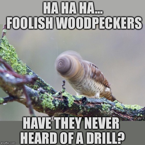 Bird Weekend February 1-3, a moemeobro, claybourne, and 1forpiece event |  HA HA HA... FOOLISH WOODPECKERS; HAVE THEY NEVER HEARD OF A DRILL? | image tagged in memes,bird weekend,birds,drill,trees,woody | made w/ Imgflip meme maker