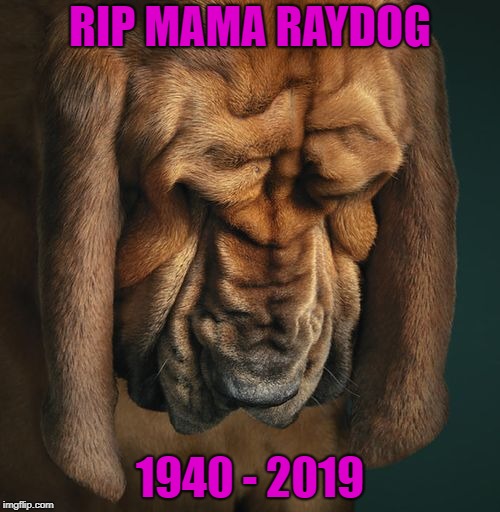 I can't promise that I will reply to everyone but any kind words would be appreciated... | RIP MAMA RAYDOG; 1940 - 2019 | image tagged in mama raydog,memes,promoted to glory | made w/ Imgflip meme maker