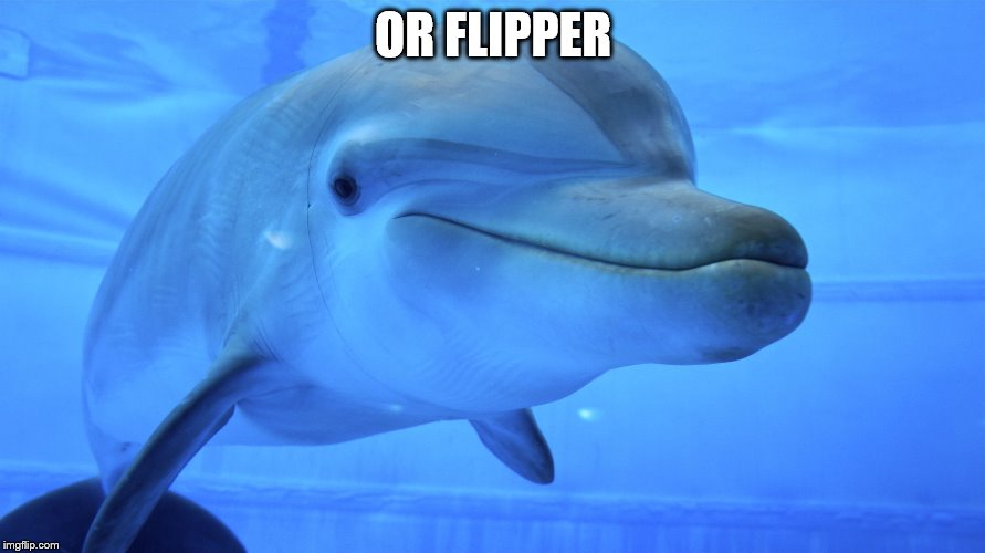Flipper | OR FLIPPER | image tagged in flipper | made w/ Imgflip meme maker