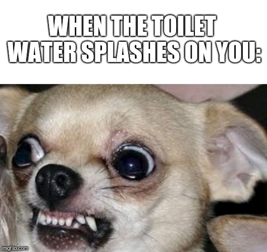 Chihuahua | WHEN THE TOILET WATER SPLASHES ON YOU: | image tagged in chihuahua | made w/ Imgflip meme maker