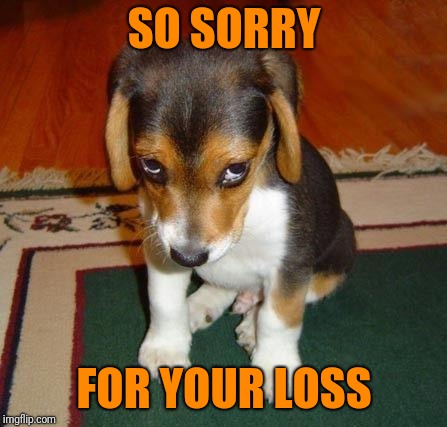 sorry | SO SORRY; FOR YOUR LOSS | image tagged in sorry | made w/ Imgflip meme maker