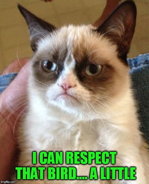 Grumpy Cat Meme | I CAN RESPECT THAT BIRD.... A LITTLE | image tagged in memes,grumpy cat | made w/ Imgflip meme maker