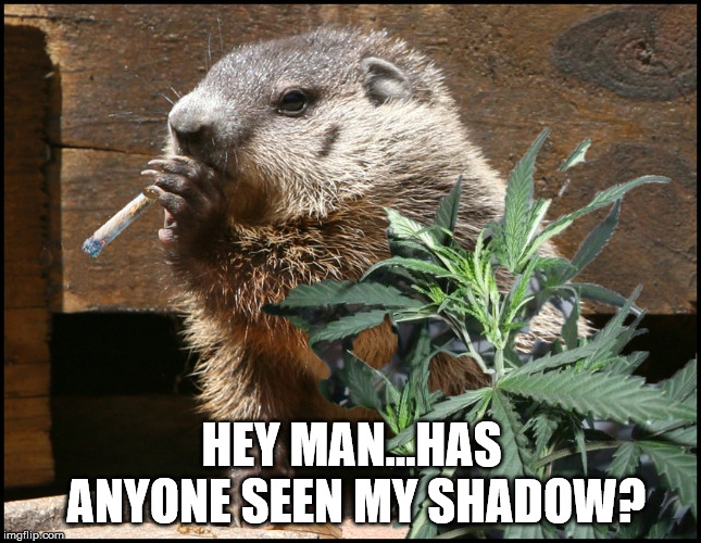 HEY MAN...HAS ANYONE SEEN MY SHADOW? | image tagged in highhog | made w/ Imgflip meme maker