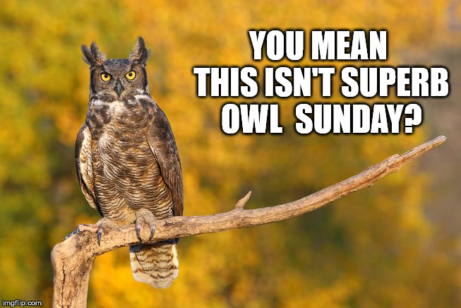 YOU MEAN THIS ISN'T SUPERB OWL 
SUNDAY? | image tagged in superb owl | made w/ Imgflip meme maker