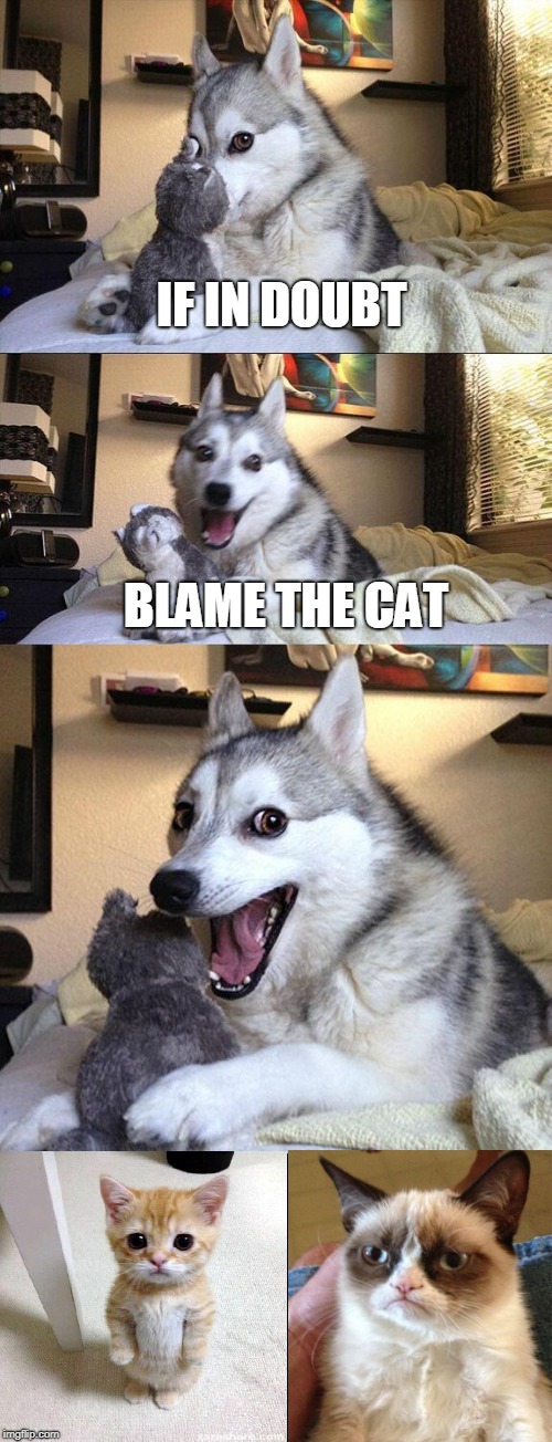 Bad Pun Dog Meme | IF IN DOUBT; BLAME THE CAT | image tagged in memes,cats,advice dog | made w/ Imgflip meme maker