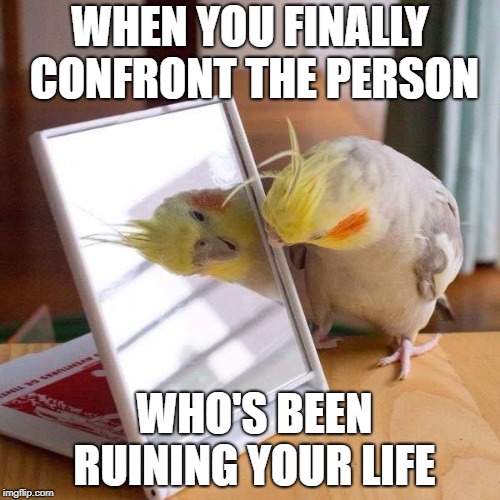 one last berd | WHEN YOU FINALLY CONFRONT THE PERSON; WHO'S BEEN RUINING YOUR LIFE | image tagged in birds,bird weekend,cockatiel,mirror,memes | made w/ Imgflip meme maker