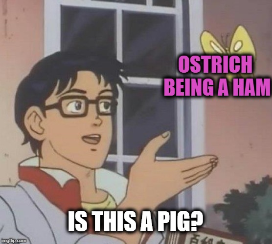 Is This A Pigeon Meme | OSTRICH BEING A HAM IS THIS A PIG? | image tagged in memes,is this a pigeon | made w/ Imgflip meme maker