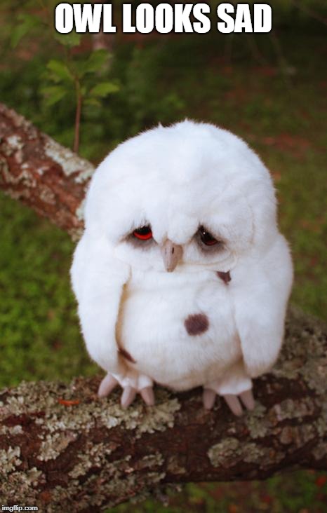 sad owl | OWL LOOKS SAD | image tagged in sad owl | made w/ Imgflip meme maker