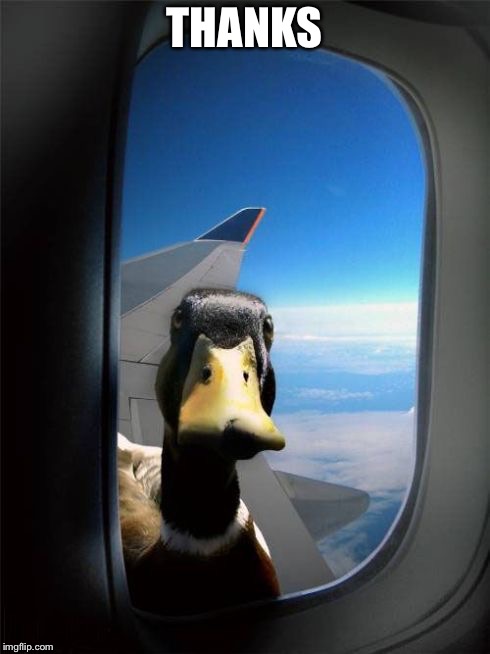 Let Me In Duck | THANKS | image tagged in let me in duck | made w/ Imgflip meme maker