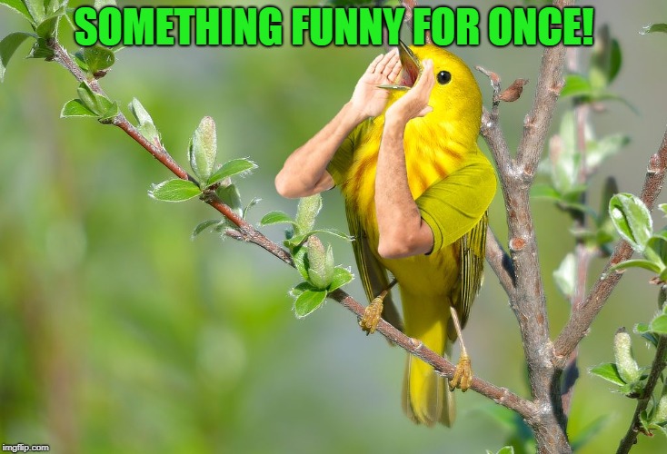 Yelling Bird | SOMETHING FUNNY FOR ONCE! | image tagged in yelling bird | made w/ Imgflip meme maker