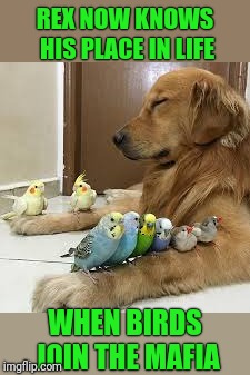 Bird Weekend February 1-3, a moemeobro, Claybourne, and 1forpeace Event | REX NOW KNOWS HIS PLACE IN LIFE; WHEN BIRDS JOIN THE MAFIA | image tagged in bird weekend,mafia,birds,dogs | made w/ Imgflip meme maker