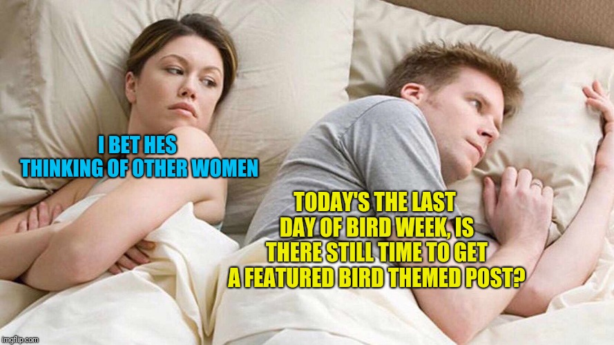 (Hope it's not too late to chirp in!)Bird Weekend February 1-3, a moemeobro, Claybourne, and 1forpeace Event
 | TODAY'S THE LAST DAY OF BIRD WEEK, IS THERE STILL TIME TO GET A FEATURED BIRD THEMED POST? I BET HES THINKING OF OTHER WOMEN | image tagged in i bet he's thinking about other women,bird weekend,bird,funny,memes,funny memes | made w/ Imgflip meme maker