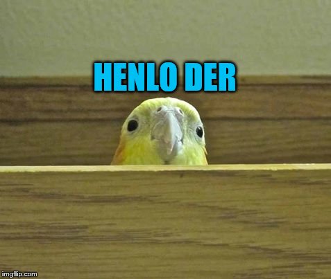 The Birb | HENLO DER | image tagged in the birb | made w/ Imgflip meme maker