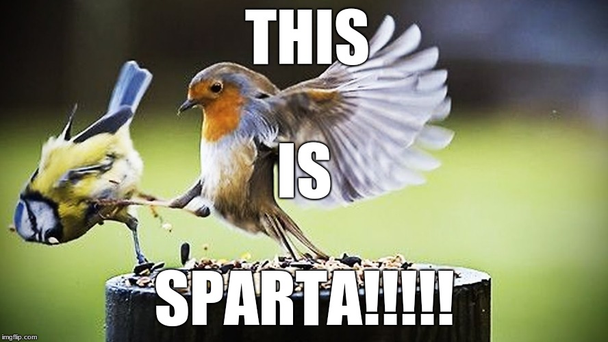 Bird weekend submission | THIS; IS; SPARTA!!!!! | image tagged in 300,this is sparta meme,bird weekend | made w/ Imgflip meme maker