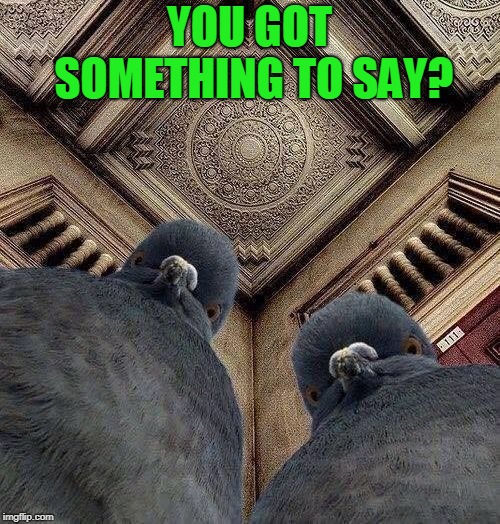 Angry Pigeons | YOU GOT SOMETHING TO SAY? | image tagged in angry pigeons | made w/ Imgflip meme maker