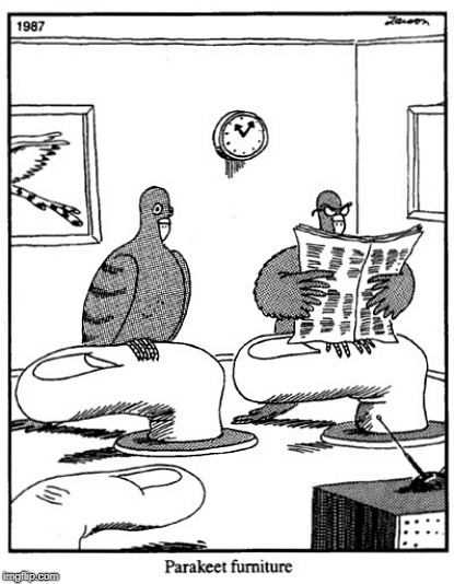 Bird Weekend February 1-3, a moemeobro, Claybourne, and 1forpeace Event | image tagged in bird weekend,memes,funny,furniture,birds,far side | made w/ Imgflip meme maker