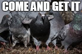 COME AND GET IT | image tagged in pigeons | made w/ Imgflip meme maker