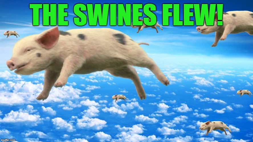 When Pigs Fly | THE SWINES FLEW! | image tagged in when pigs fly | made w/ Imgflip meme maker