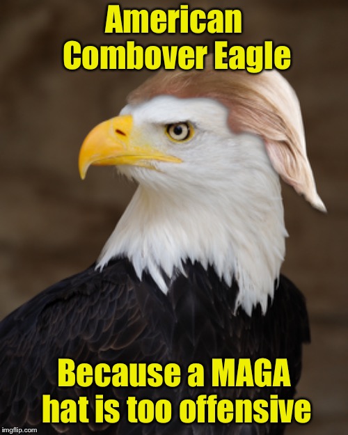 Bird Weekend | American Combover Eagle; Because a MAGA hat is too offensive | image tagged in bird weekend,memes,bald eagle | made w/ Imgflip meme maker