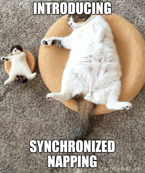 INTRODUCING; SYNCHRONIZED NAPPING | image tagged in cat nap,cats | made w/ Imgflip meme maker
