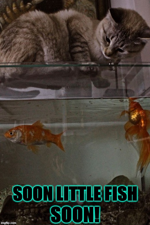 SOON LITTLE FISH; SOON! | image tagged in soon fish | made w/ Imgflip meme maker