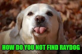 HOW DO YOU NOT FIND RAYDOG | made w/ Imgflip meme maker
