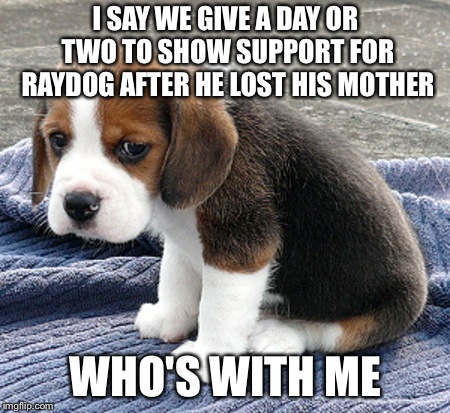 Even though we hardly know each other everyone on imgflip are friends (rip mama raydog)

  | I SAY WE GIVE A DAY OR TWO TO SHOW SUPPORT FOR RAYDOG AFTER HE LOST HIS MOTHER; WHO'S WITH ME | image tagged in sad dog,raydog | made w/ Imgflip meme maker