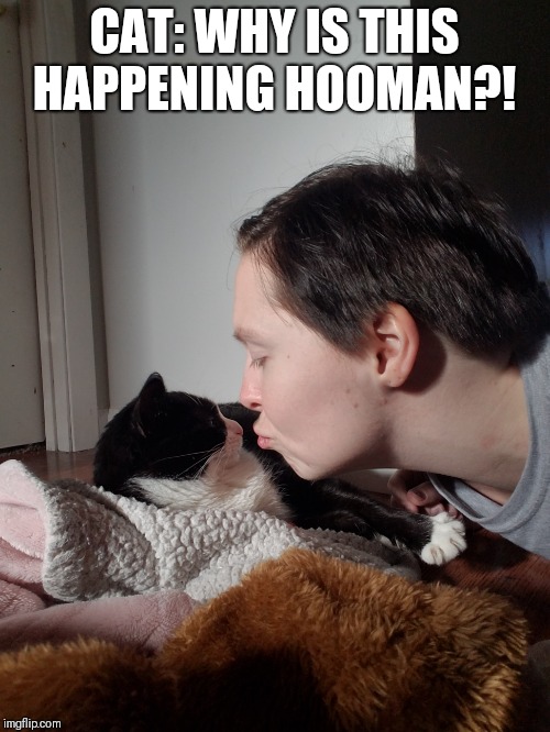 CAT: WHY IS THIS HAPPENING HOOMAN?! | image tagged in cats,cute cats,i love cats,cats are awesome | made w/ Imgflip meme maker