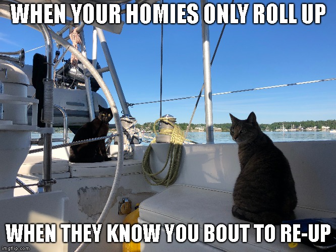When you're about to buy more weed and your friends are suddenly around. | WHEN YOUR HOMIES ONLY ROLL UP; WHEN THEY KNOW YOU BOUT TO RE-UP | image tagged in cats,funny,weed,i should buy a boat cat,friends | made w/ Imgflip meme maker