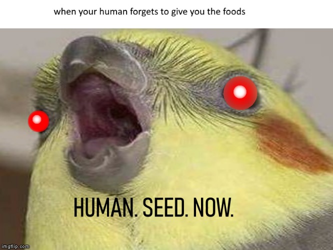 when ur human forgets to give u the foods | image tagged in birb,borb,human,seed,seeds,now | made w/ Imgflip meme maker