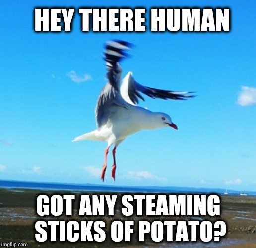 Chips Chips Chips |  HEY THERE HUMAN; GOT ANY STEAMING STICKS OF POTATO? | image tagged in bird watching you,bird weekend,bird,flying,chips,wings | made w/ Imgflip meme maker