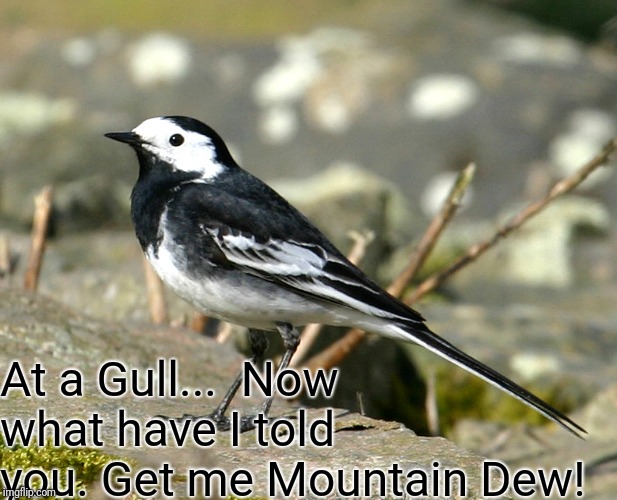 Savage Pied Wagtail | At a Gull...  Now what have I told you. Get me Mountain Dew! | image tagged in savage pied wagtail | made w/ Imgflip meme maker