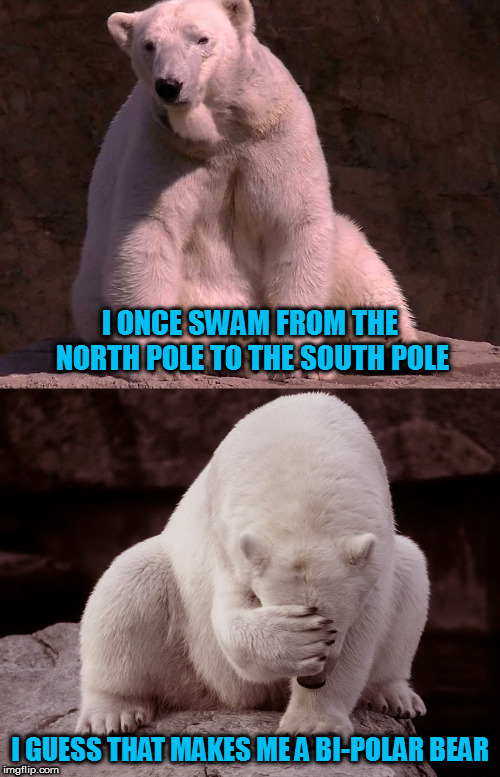 Ba-dump-tss | I ONCE SWAM FROM THE NORTH POLE TO THE SOUTH POLE; I GUESS THAT MAKES ME A BI-POLAR BEAR | image tagged in bad joke polar bear,memes | made w/ Imgflip meme maker