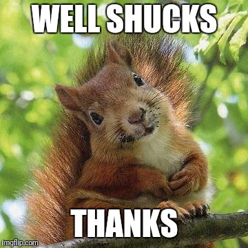 Cute Squirrel | WELL SHUCKS THANKS | image tagged in cute squirrel | made w/ Imgflip meme maker