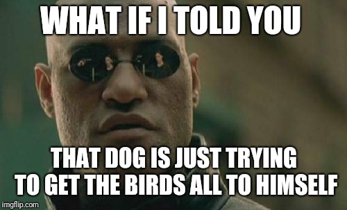 Matrix Morpheus Meme | WHAT IF I TOLD YOU THAT DOG IS JUST TRYING TO GET THE BIRDS ALL TO HIMSELF | image tagged in memes,matrix morpheus | made w/ Imgflip meme maker