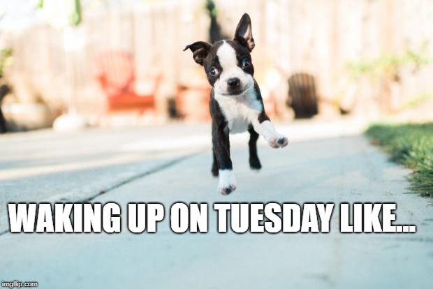Happy Puppy | WAKING UP ON TUESDAY LIKE... | image tagged in happy puppy | made w/ Imgflip meme maker