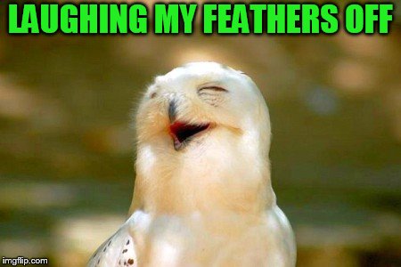 LAUGHING MY FEATHERS OFF | made w/ Imgflip meme maker