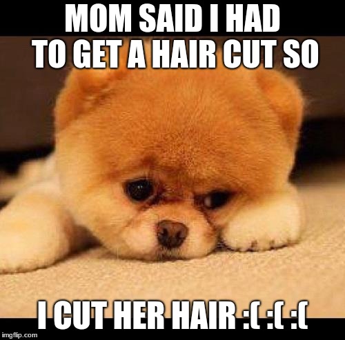 sad dog | MOM SAID I HAD TO GET A HAIR CUT SO; I CUT HER HAIR :( :( :( | image tagged in sad dog | made w/ Imgflip meme maker