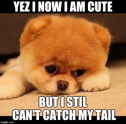 sad dog | YEZ I NOW I AM CUTE; BUT I STIL CAN'T CATCH MY TAIL | image tagged in sad dog | made w/ Imgflip meme maker