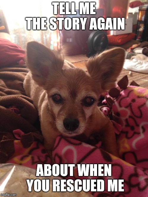 TELL ME THE STORY AGAIN; ABOUT WHEN YOU RESCUED ME | image tagged in finchy guy | made w/ Imgflip meme maker