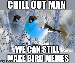 CHILL OUT MAN WE CAN STILL MAKE BIRD MEMES | made w/ Imgflip meme maker