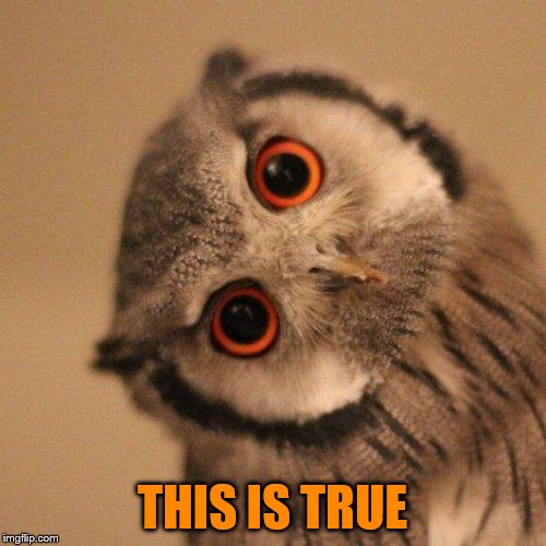 inquisitve owl | THIS IS TRUE | image tagged in inquisitve owl | made w/ Imgflip meme maker