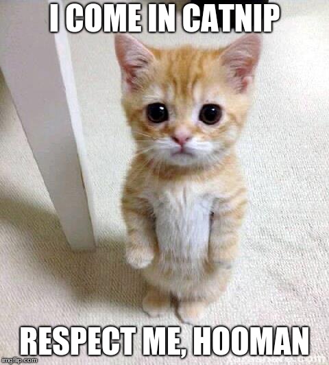 Cute Cat Meme | I COME IN CATNIP; RESPECT ME, HOOMAN | image tagged in memes,cute cat | made w/ Imgflip meme maker