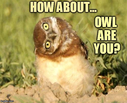 HOW ABOUT... OWL ARE YOU? | made w/ Imgflip meme maker