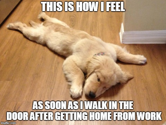 Old Tired Dog | THIS IS HOW I FEEL; AS SOON AS I WALK IN THE DOOR AFTER GETTING HOME FROM WORK | image tagged in dog,hardworking guy | made w/ Imgflip meme maker