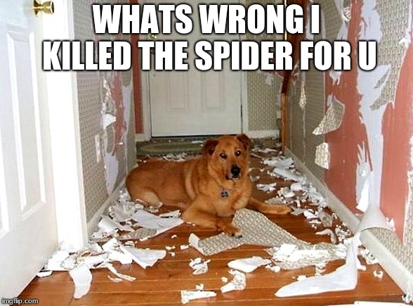 WHATS WRONG I KILLED THE SPIDER FOR U | image tagged in funny dogs | made w/ Imgflip meme maker
